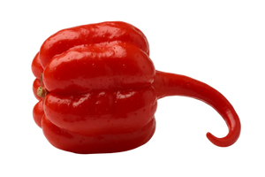 Carolina Reaper