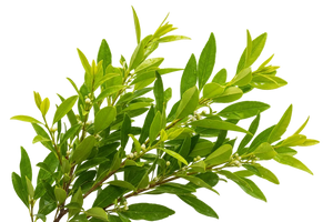 Lemon Myrtle