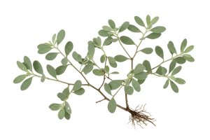 Saltbush